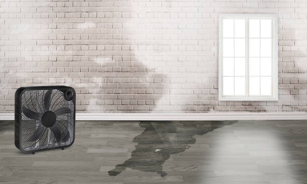 Best Basement water damage restoration  in Riverview Rk, PA